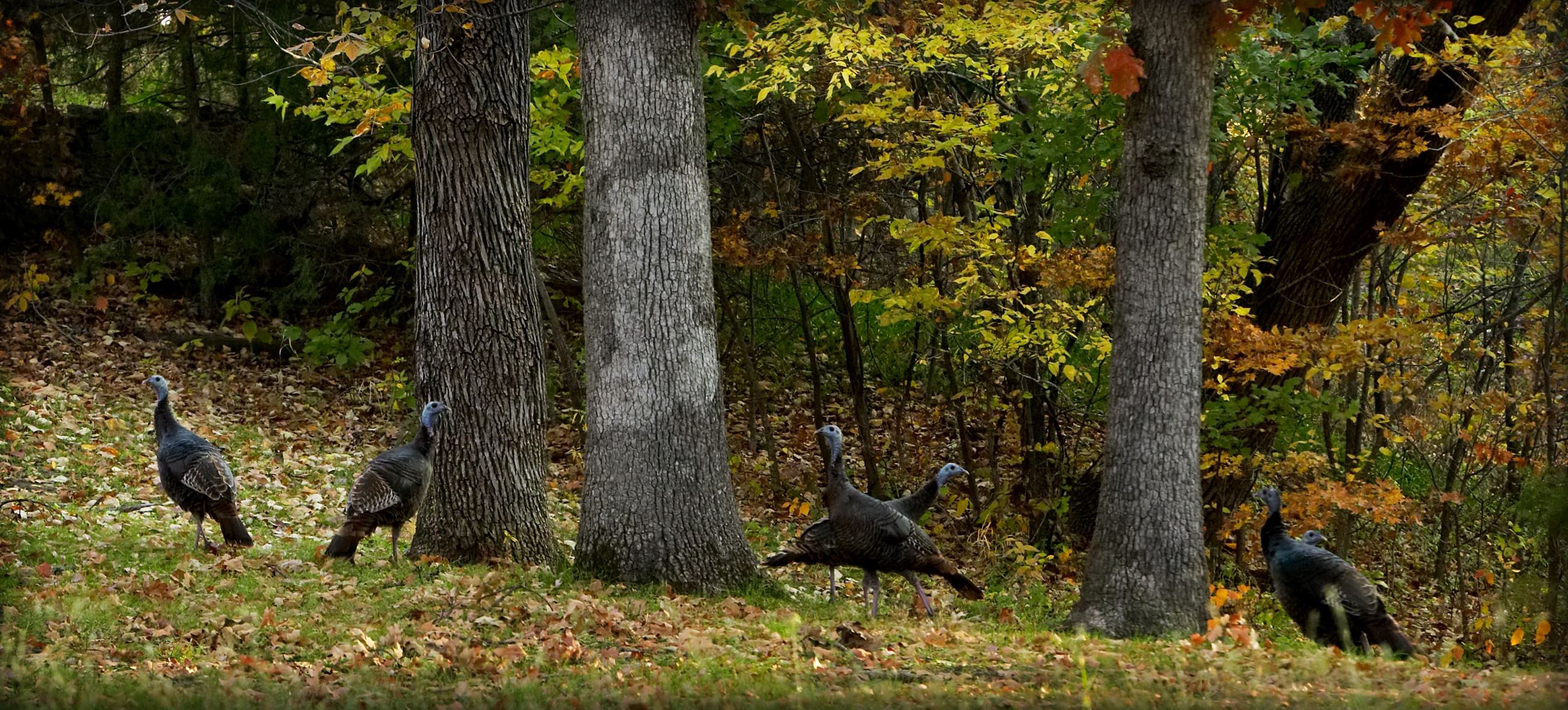 Turkeys in Gunn Park